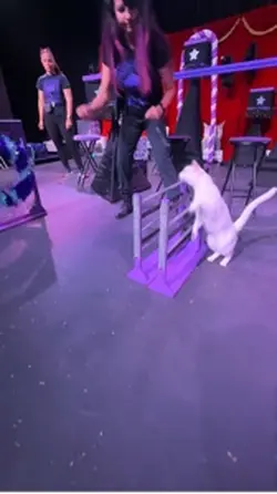 Cats performing
