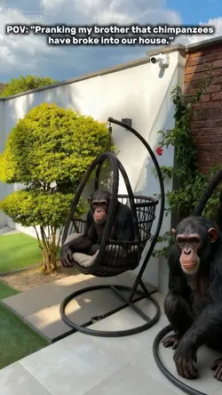 Chimpanzee AI
