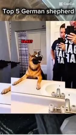 German dog