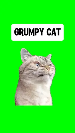 GRUMPY CAT