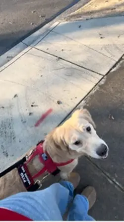 Service dog PSA