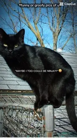 ninja