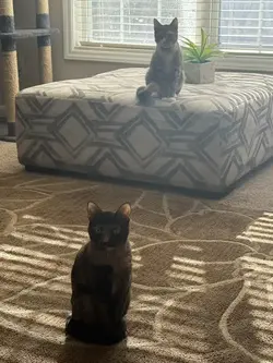 Introduction 