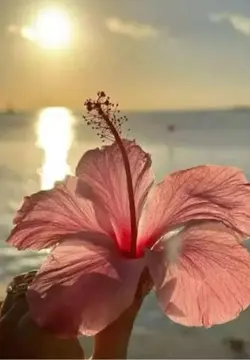Favorite Flower