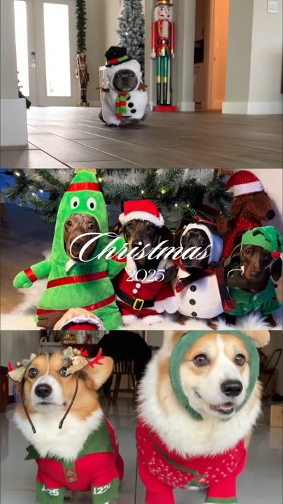 Animal de Noël