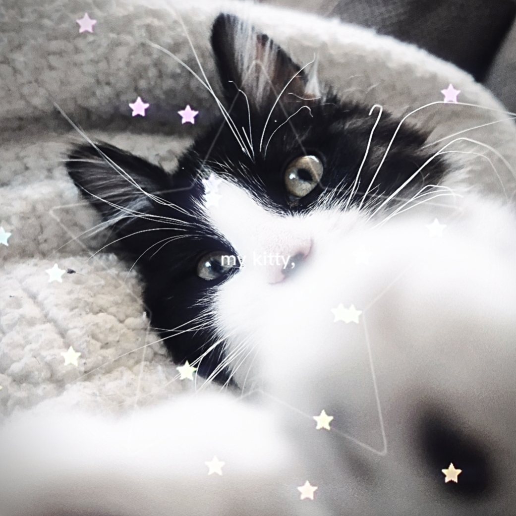 Peter es mi gatito: 3