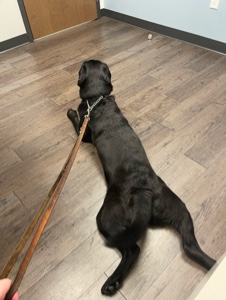My guide dog