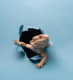 The bearded dragon