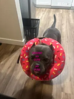 pig animal 