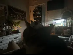Pics of cats!