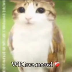meowl edit ❤️‍🩹