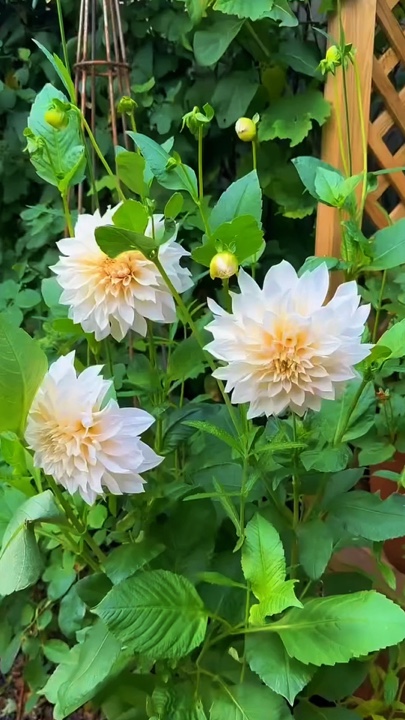 Jardinagem