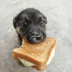 puppies