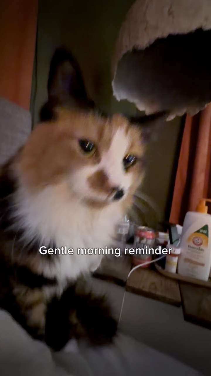 Zugehörige Katze 