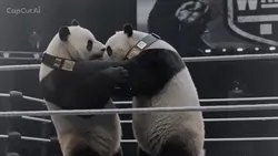 Panda Showdown 🐼