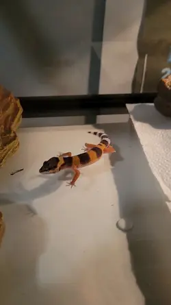 freeleopardgeckoedit