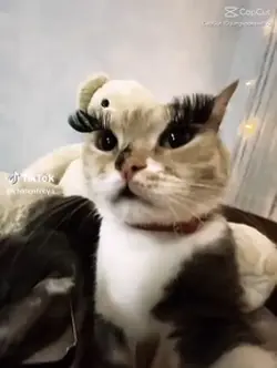 Cat 🔥 | #cat