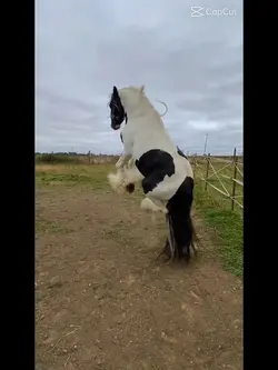 horses