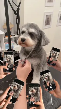 pet shop