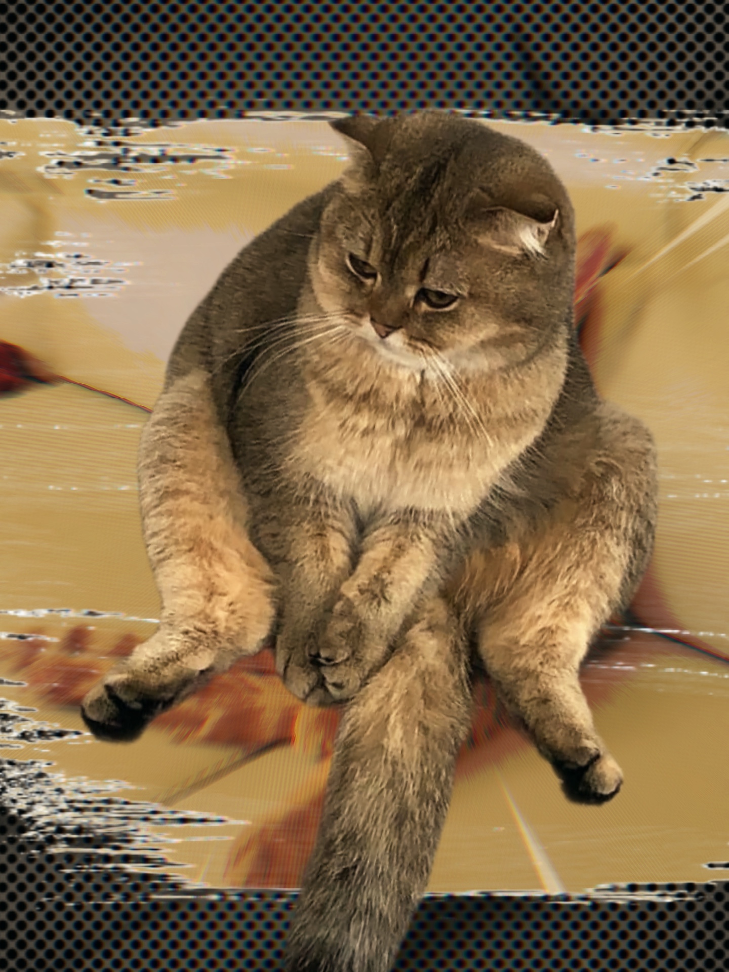 고양이 편집 🐈