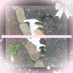 KITTY!