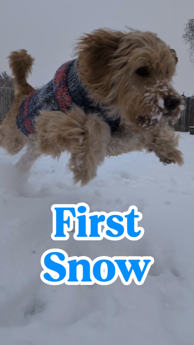Chiot 1at Snow