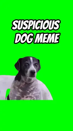 Suspicious dog