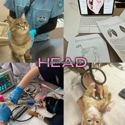 my job if I listen-