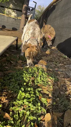 37s Edit - calm cuts