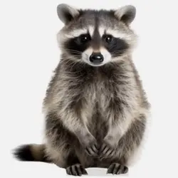 Raccoon 
