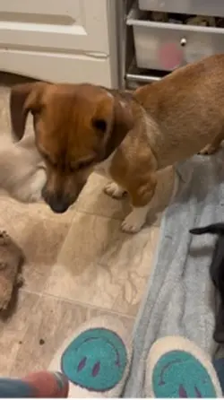Dog lovers 🐶