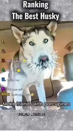 Husky 