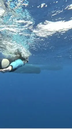 Whale Ocean Calm