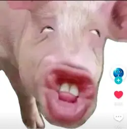 #cool pig