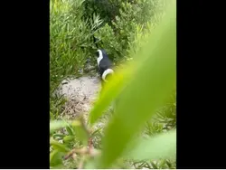 Penguin 🐧 post 