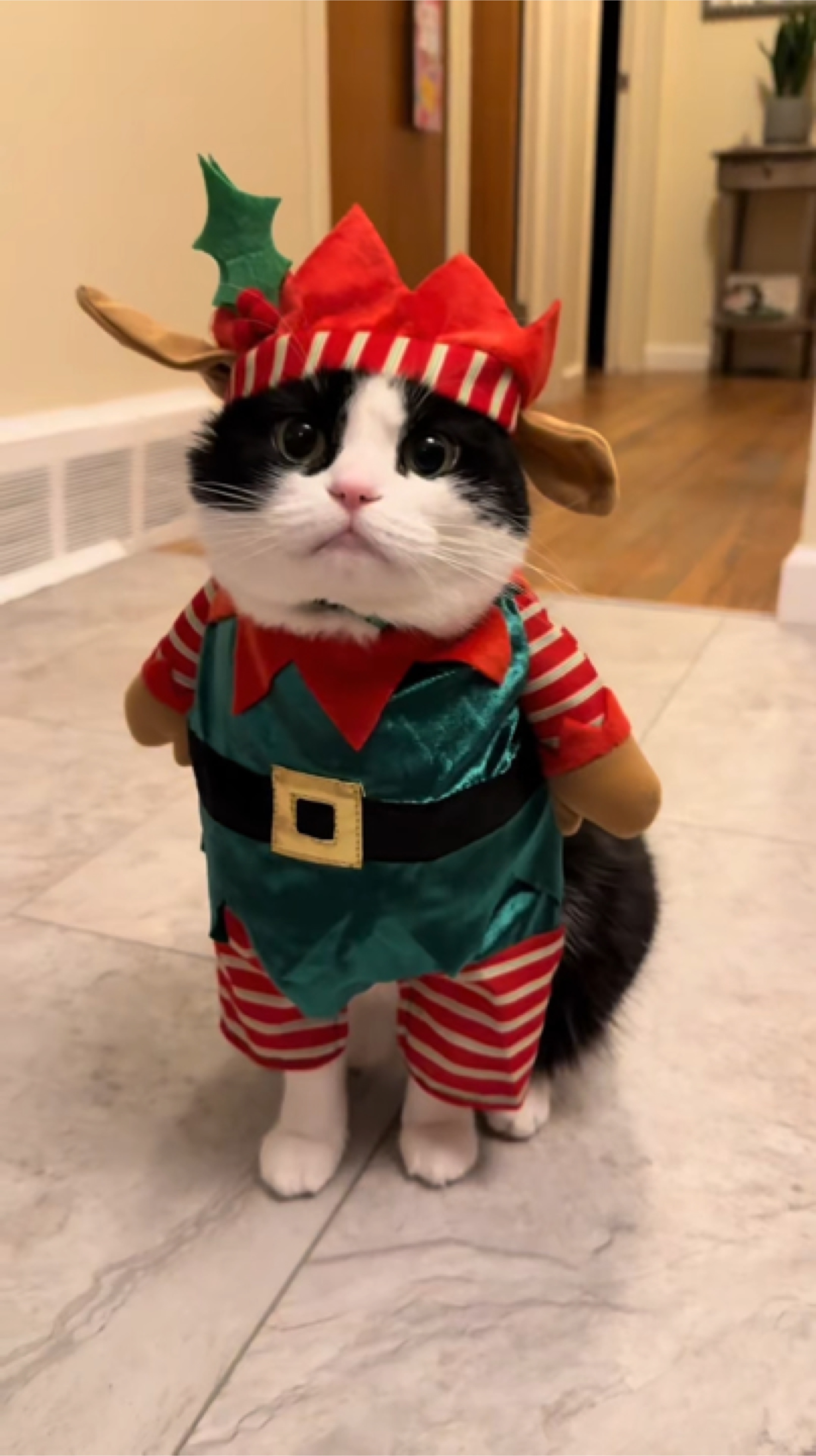 Animal de Noël