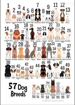 Dog breeds 