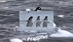 Penguin