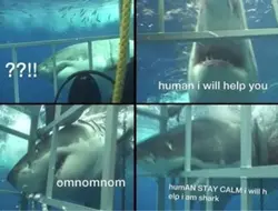 Shark