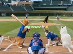 #cats#baseball