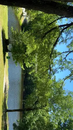Forest Therapy