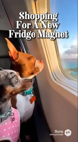 Traveling Dog Meme