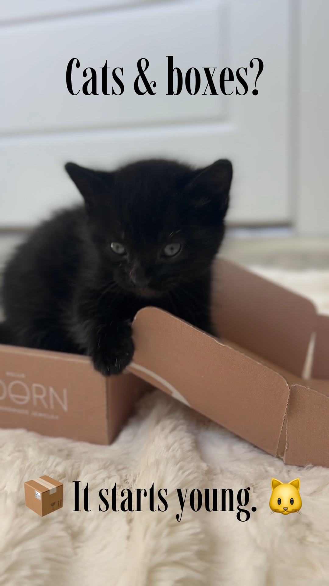 Katzen & Kisten