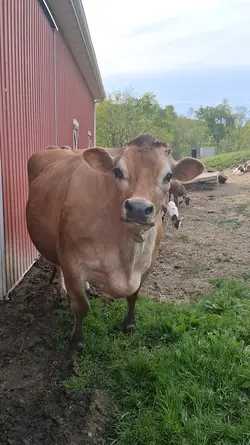 Farm Life