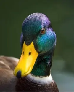 Duck edit 