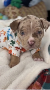 Dulce cara de bebé 🥰🐶
