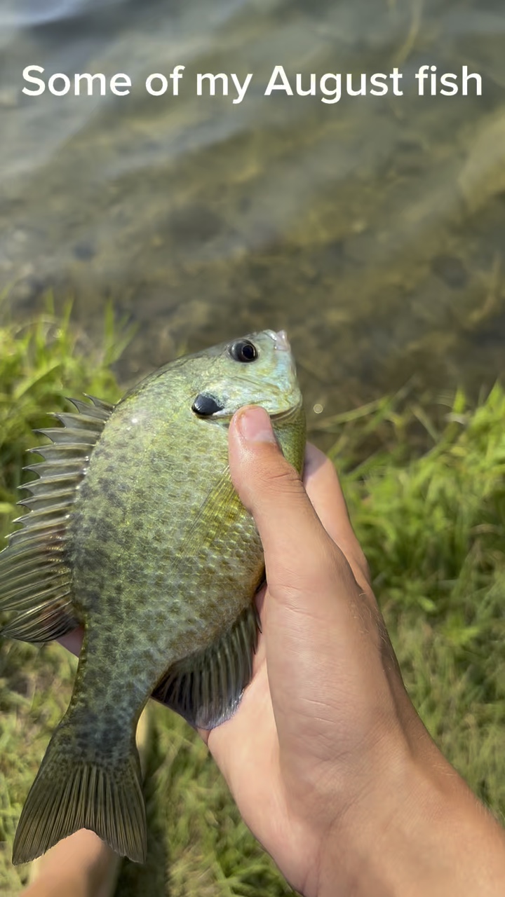 My August fish