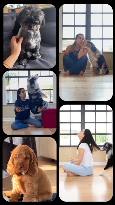 Perrito sentado