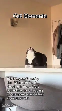 Funny cats 