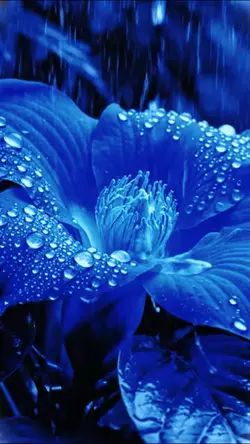 Rainy Serenity